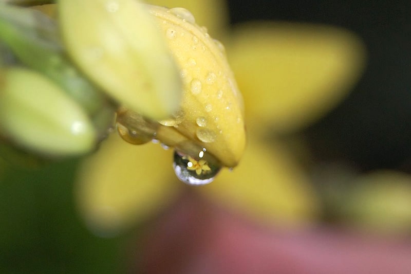Water droplet off flower bud