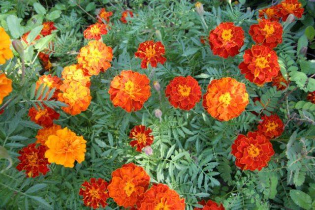 Marigolds Flowers | Plants That Repel Snakes
