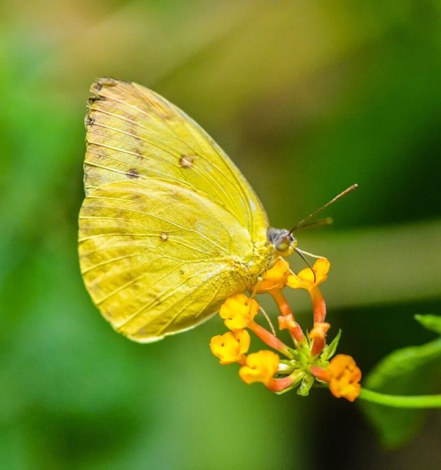 yellow-butterfly-spiritual-meaning