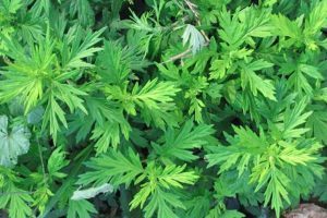 Mugwort