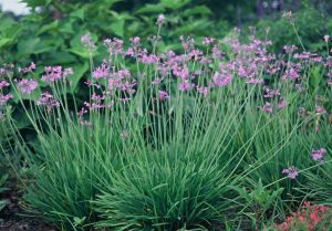 Tulbaghia Violacea