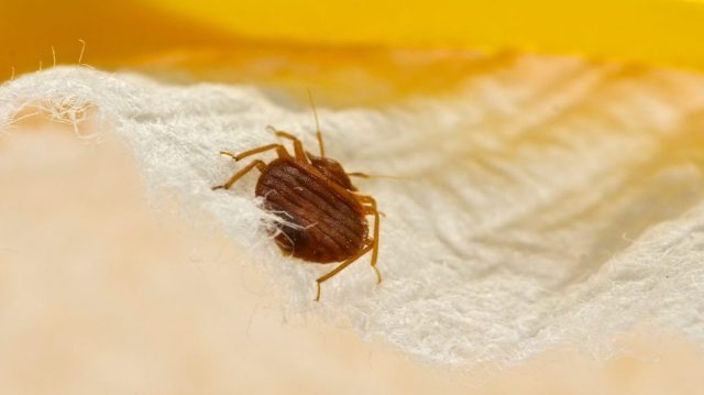 bed bugs | does lavender repel bed bugs