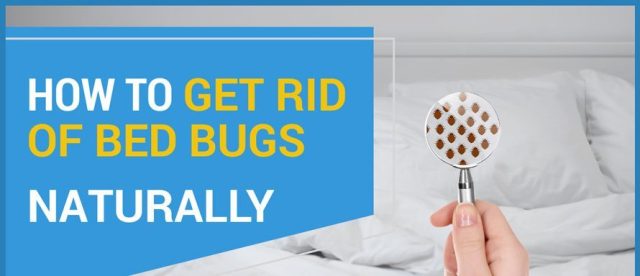 get rip of bed bugs | does lavender repel bed bugs