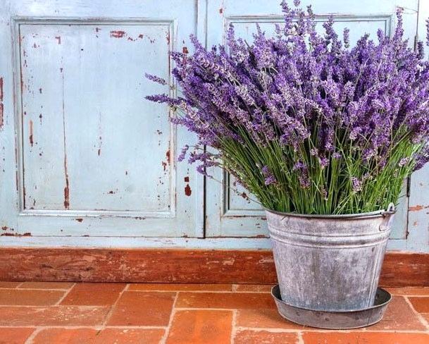 garden | does lavender repel bed bugs